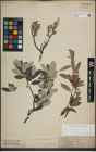 Foto von Salix lapponum L.